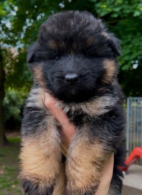 Male POIL LONG III - Berger Allemand