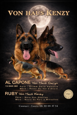 Male POIL COURT VI - Berger Allemand