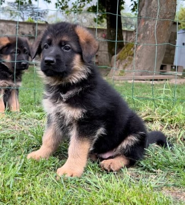 Les chiots de Berger Allemand