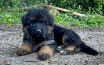 Les chiots de Berger Allemand