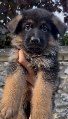 Les chiots de Berger Allemand