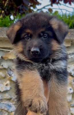 Les chiots de Berger Allemand