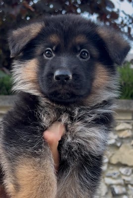 Les chiots de Berger Allemand