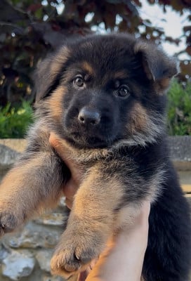 Les chiots de Berger Allemand