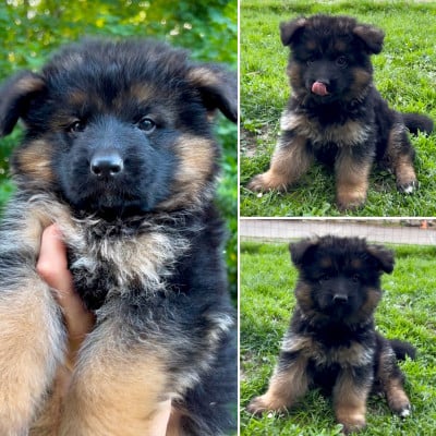 Les chiots de Berger Allemand