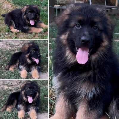 Les chiots de Berger Allemand