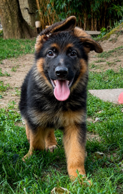 Les chiots de Berger Allemand