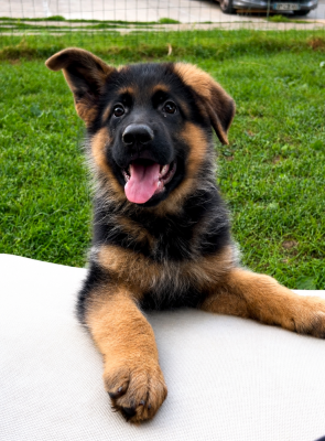 Les chiots de Berger Allemand