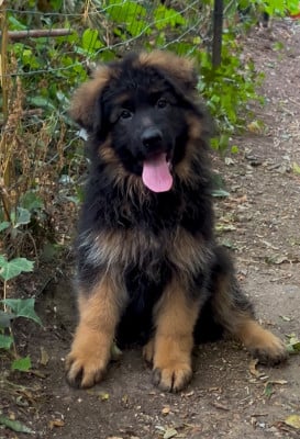 Berger Allemand