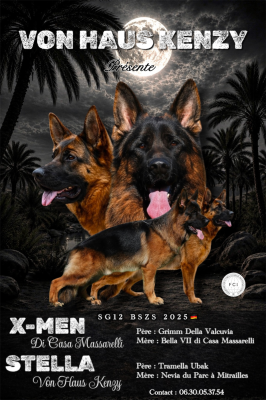 Les chiots de Berger Allemand