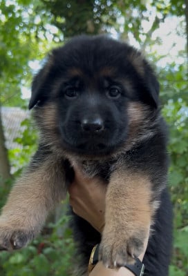 Les chiots de Berger Allemand