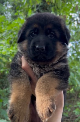 Les chiots de Berger Allemand