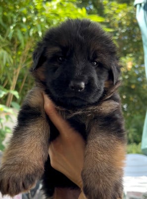 Les chiots de Berger Allemand