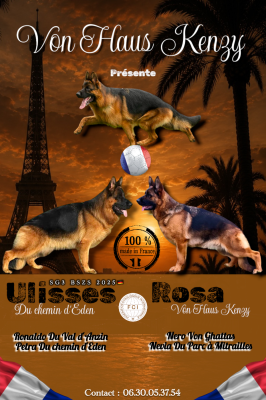 Les chiots de Berger Allemand
