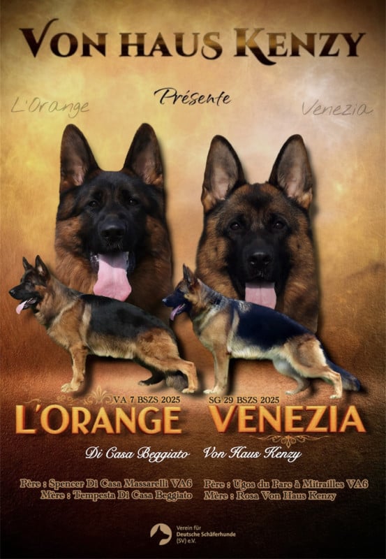 Berger Allemand - Von Haus Kenzy