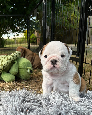 Les chiots de Bulldog Anglais