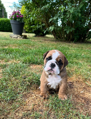 Les chiots de Bulldog Anglais