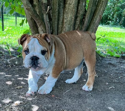 Les chiots de Bulldog Anglais