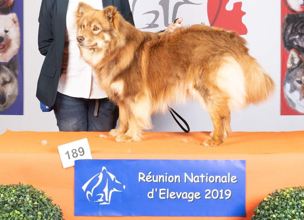 Accueil Elevage Tolosa Maakunta Eleveur De Chiens