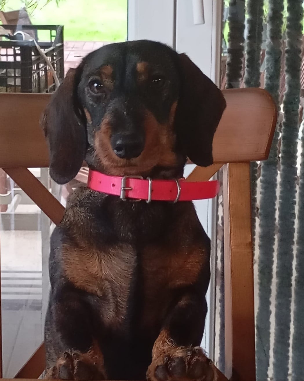 Chiot  Teckel poil dur