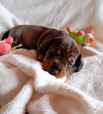 Les chiots de Teckel poil dur