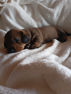 Les chiots de Teckel poil dur