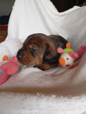 Les chiots de Teckel poil dur