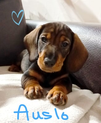 Les chiots de Teckel poil dur