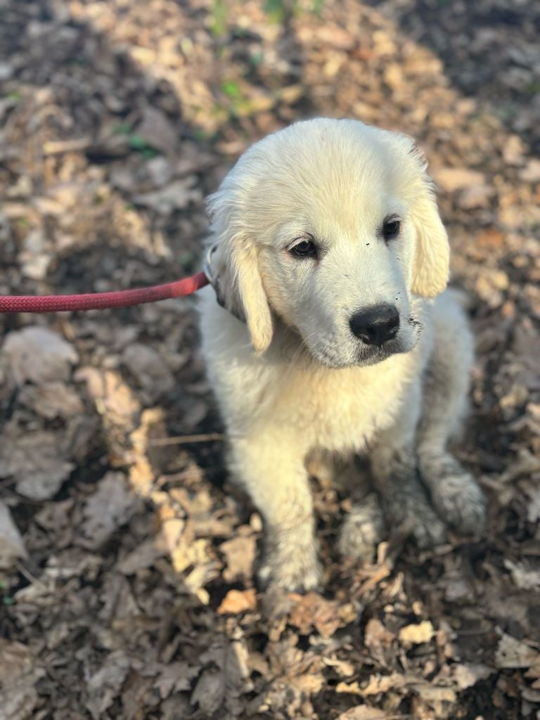 Va là ou brille la lumière de bihan ki breizh