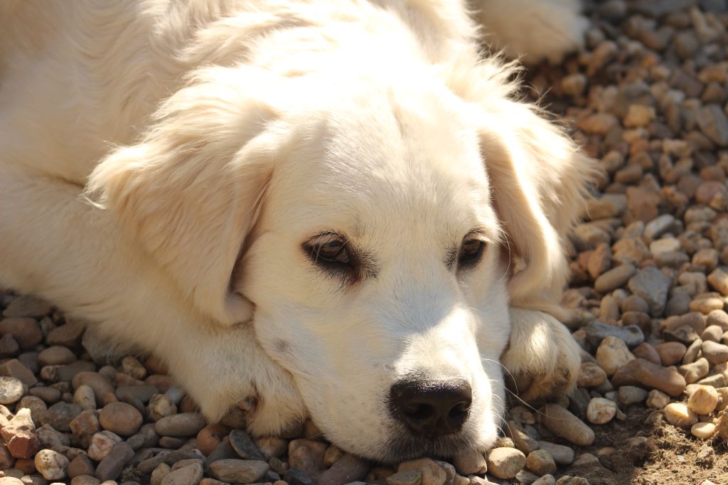 Va là ou brille la lumière de bihan ki breizh