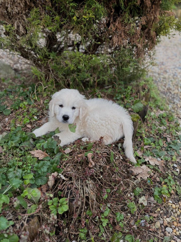 Va là ou brille la lumière de bihan ki breizh
