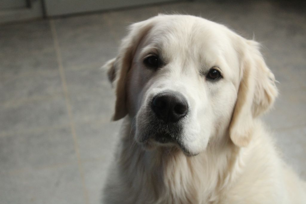 Va là ou brille la lumière de bihan ki breizh