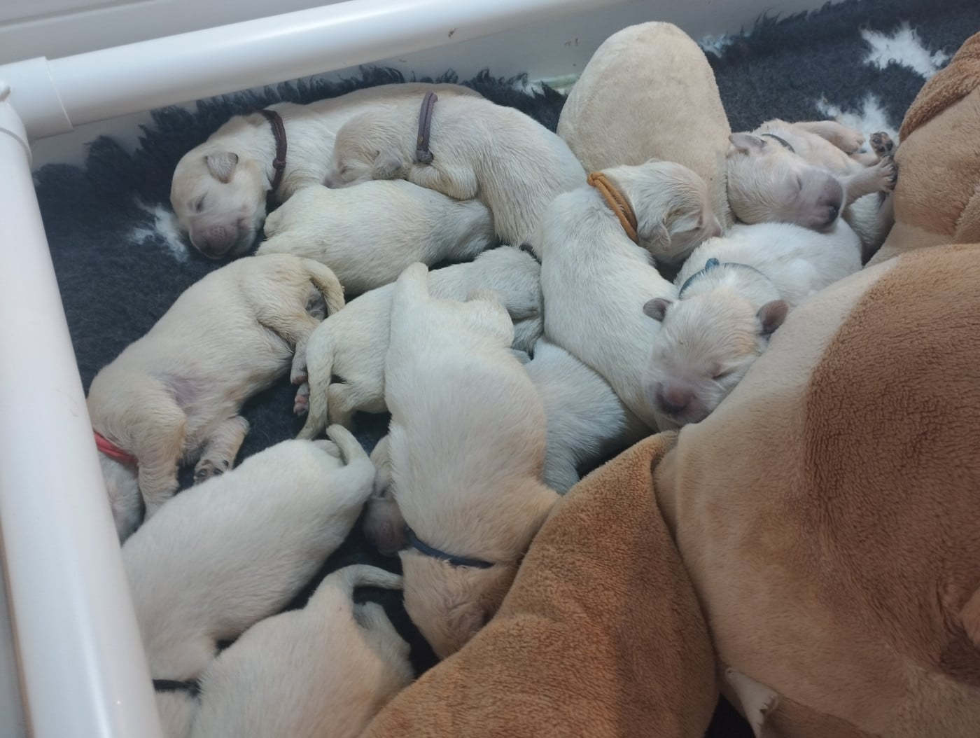 Chiot N°7 - Golden Retriever