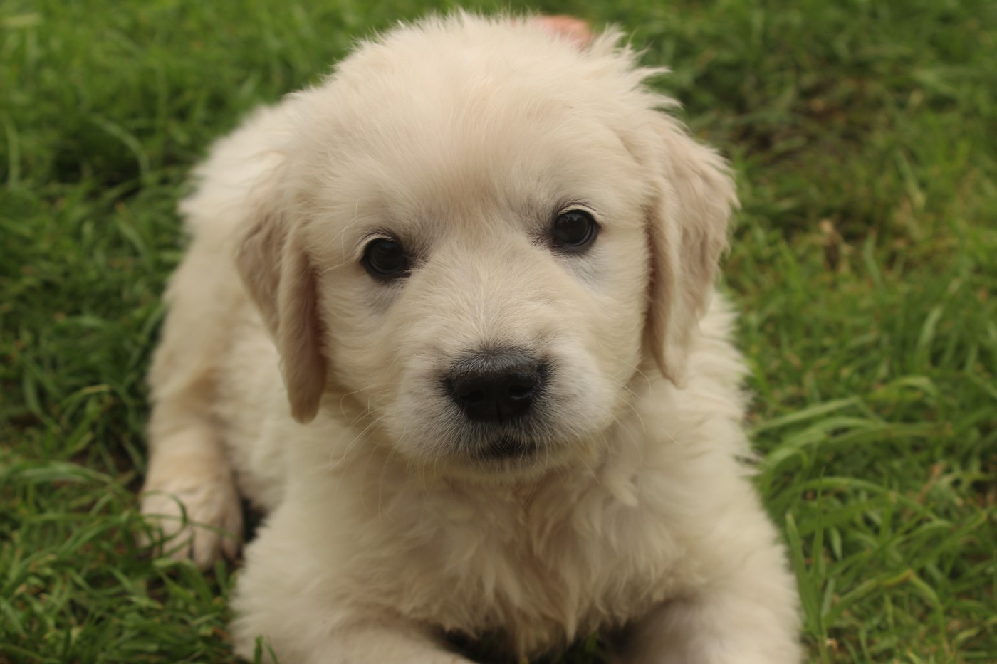 Chiot N°12 - Golden Retriever