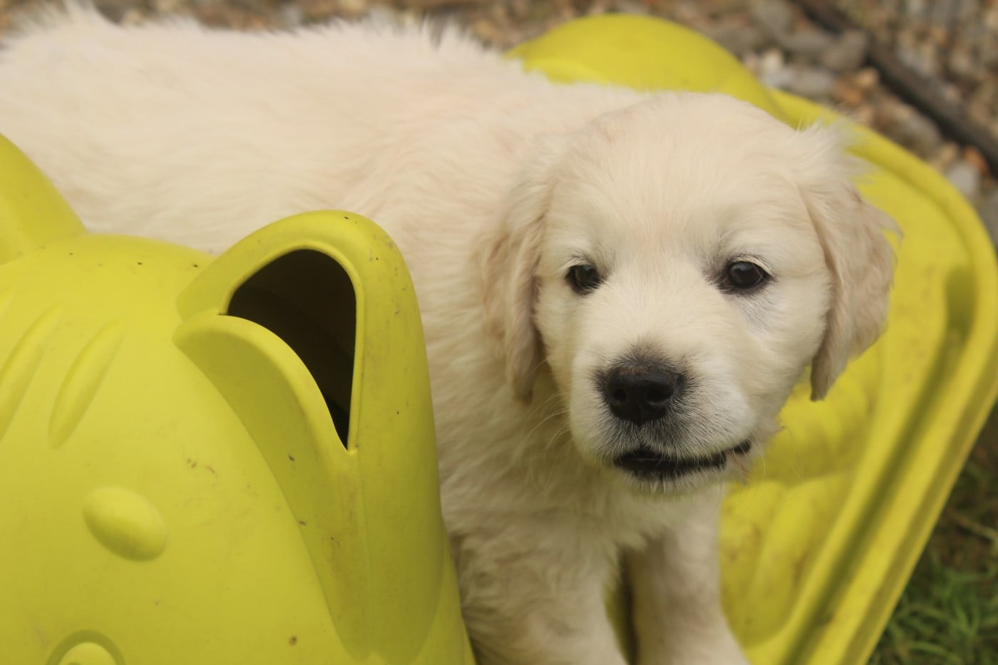 Chiot N°1 - Golden Retriever