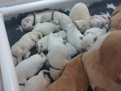 Les chiots de Golden Retriever