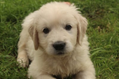 Les chiots de Golden Retriever