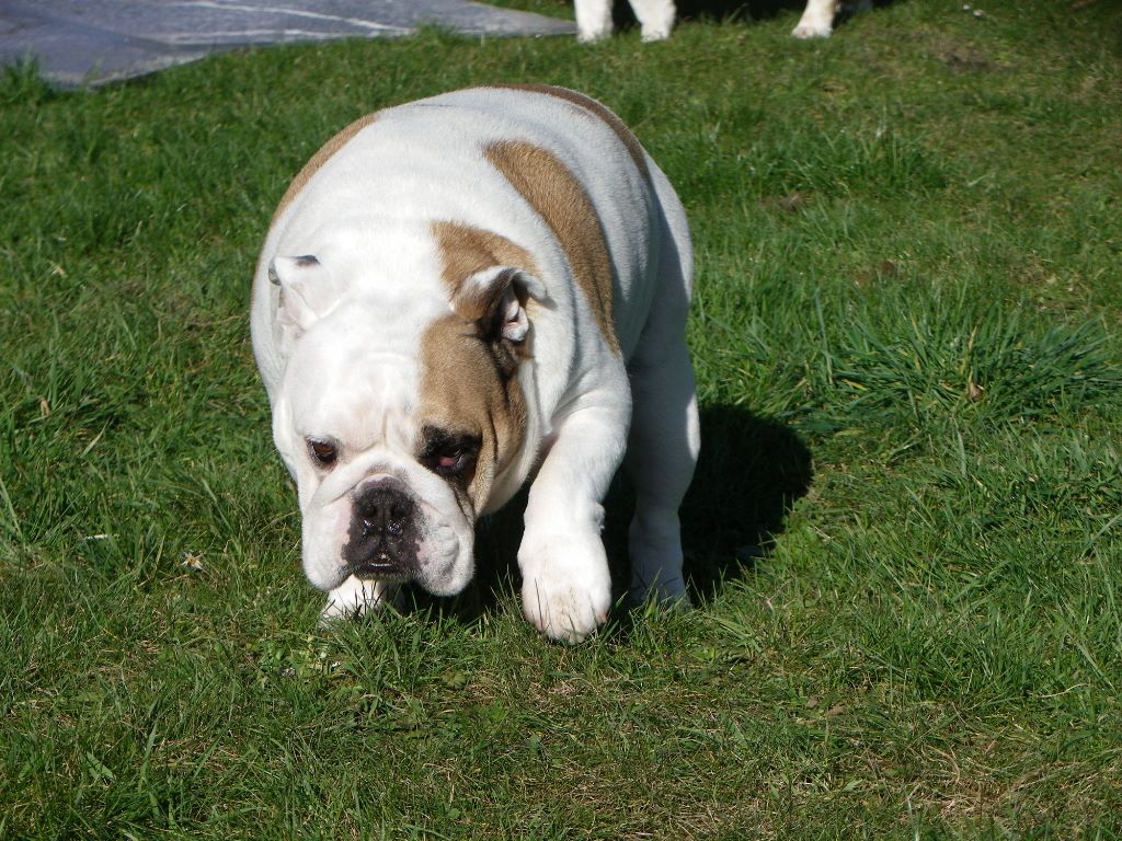 Publication : Du Clan Des Bull's d'Amour Auteur : landgraf adélie