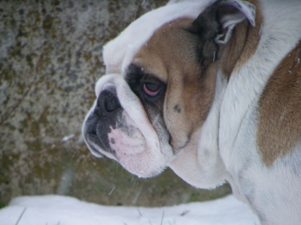 Publication : Du Clan Des Bull's d'Amour Auteur : landgraf adélie