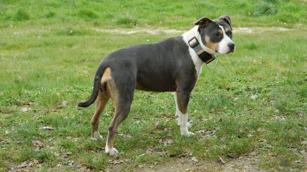 Publication : de la Taverne d'Ox