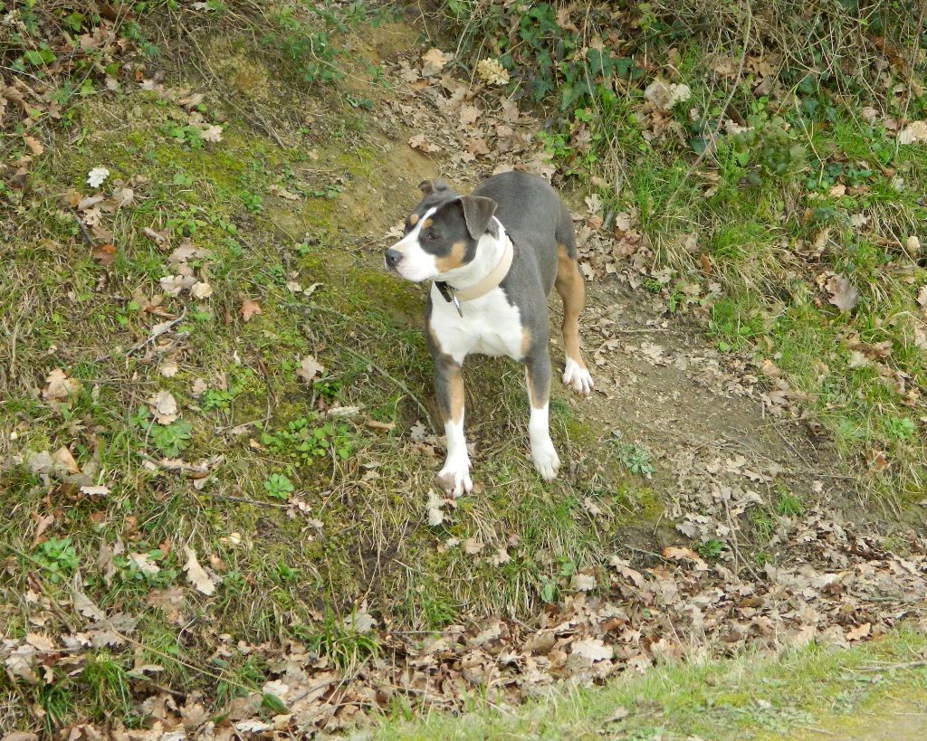 Publication : de la Taverne d'Ox