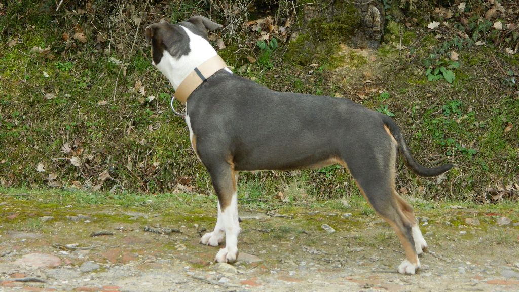 Publication : de la Taverne d'Ox