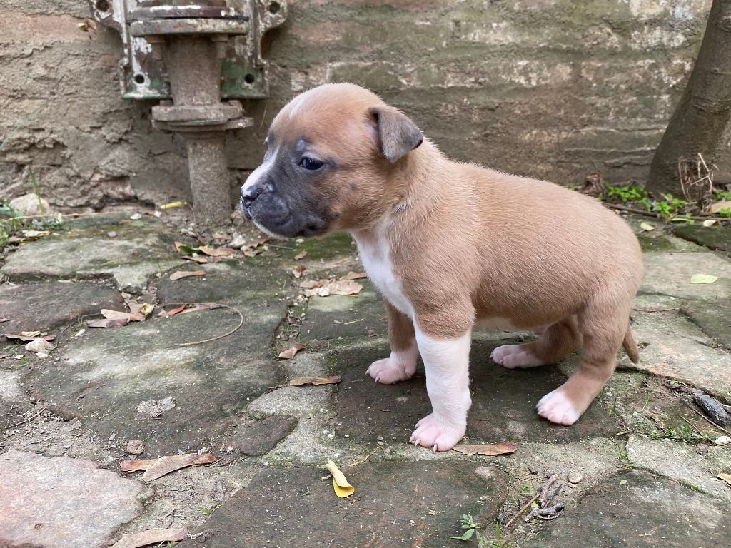 Chiot American Staffordshire Terrier, mâle disponible en