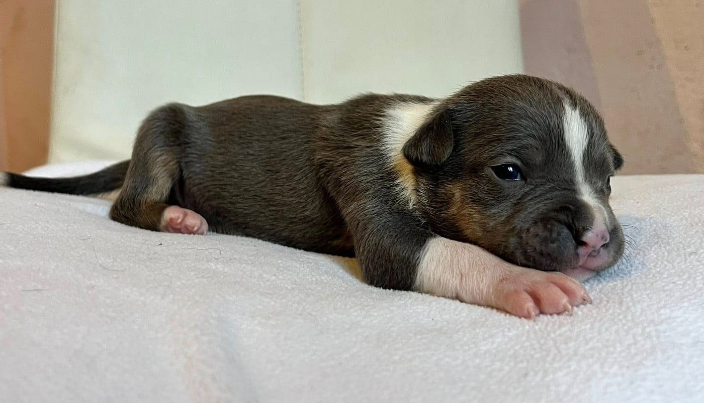 CHIOT 3 - American Staffordshire Terrier