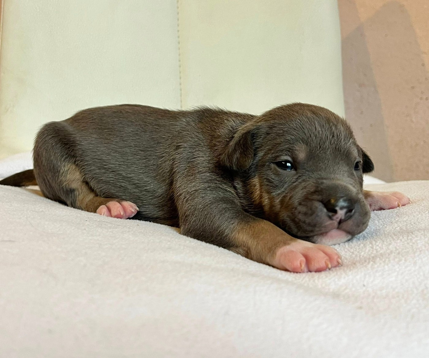 CHIOT 8 - American Staffordshire Terrier