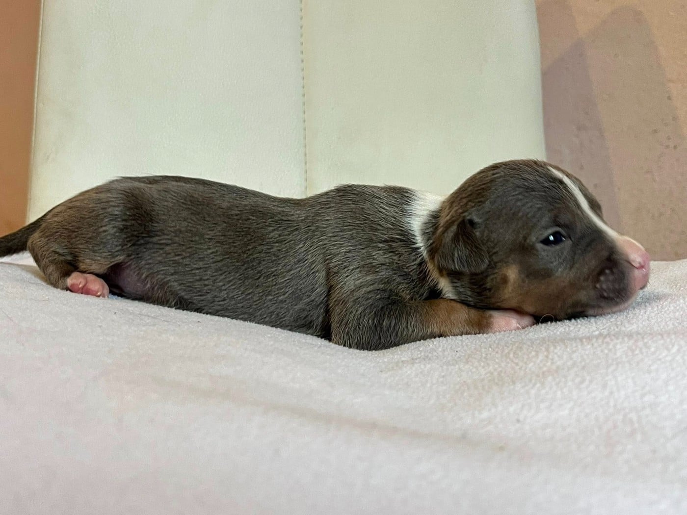 CHIOT 9 - American Staffordshire Terrier