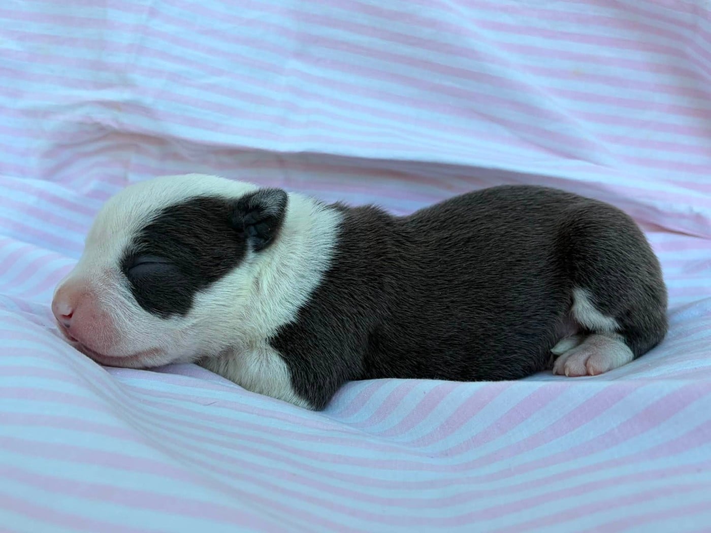 Chiot N°2 - American Staffordshire Terrier
