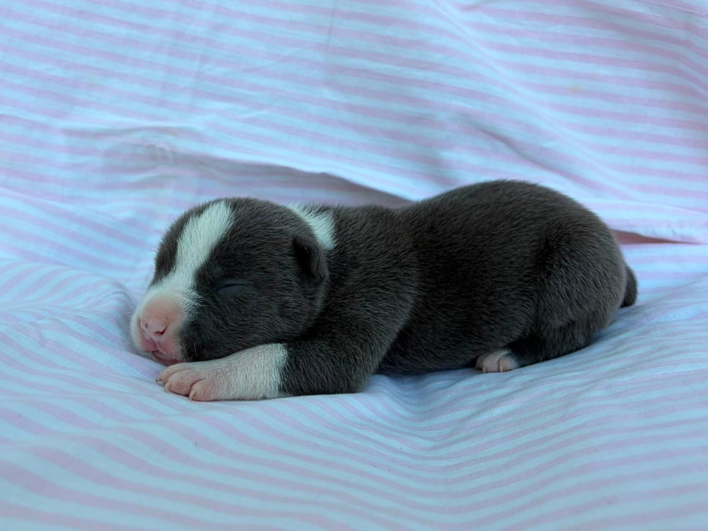 Chiot N°3 - American Staffordshire Terrier