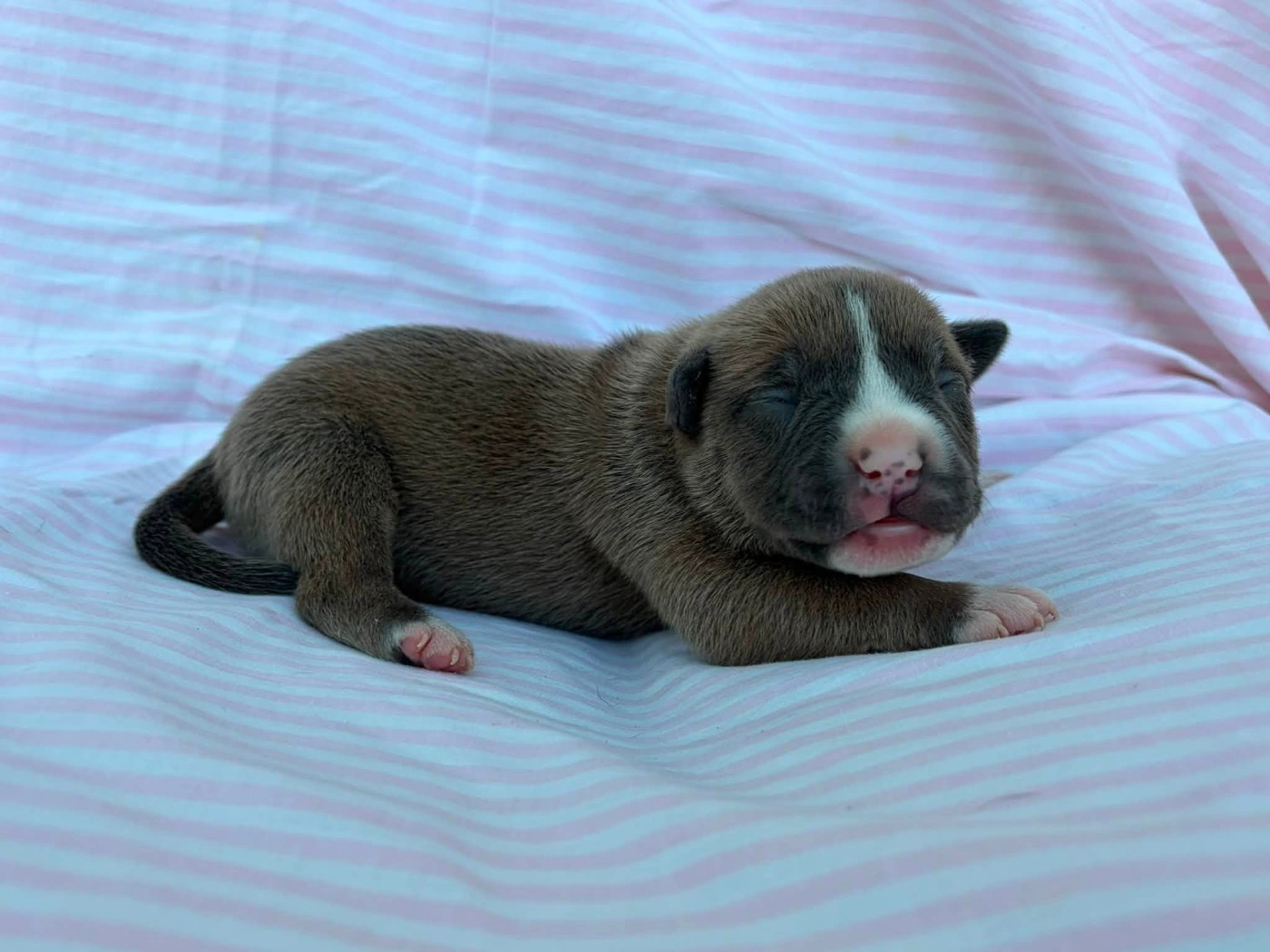 Chiot N°7 - American Staffordshire Terrier