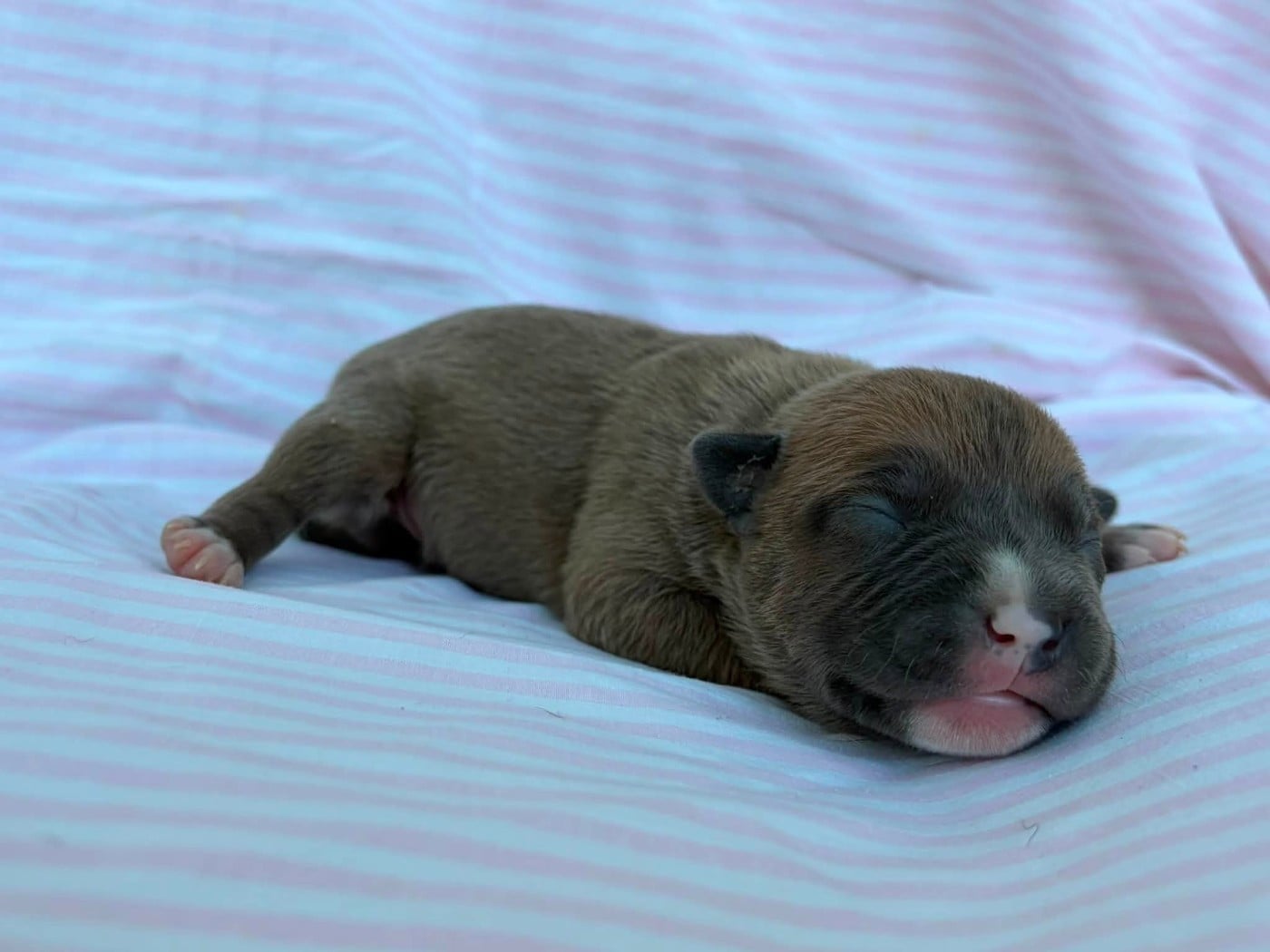 Chiot N°9 - American Staffordshire Terrier